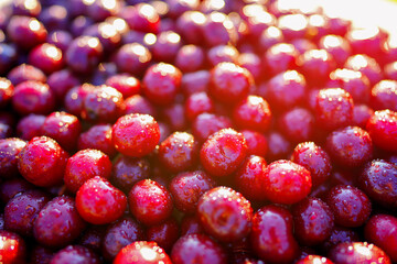 Cherry with drops water, background, texture. Lots of cherries on sunset. Cherry background. Beautiful Red berries background. Delicious Cherry berry background. Bunch of red cherries in bright light