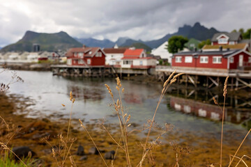 Fototapeta premium Child, visiting Svolvaer during the summer with family and pet dog