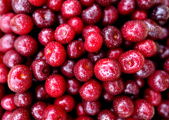 Cherry with drops water, background, texture. Lots of cherries on sunset. Cherry background. Beautiful Red berries background. Delicious Cherry berry background. Bunch of red cherries in bright light