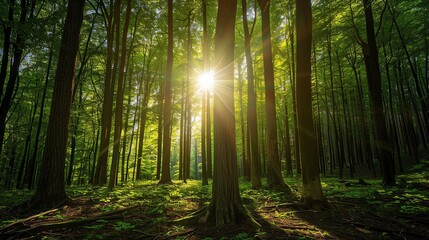Fototapeta premium Sunlight shines through the trees in a lush green forest.