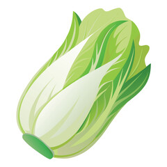 Endive vector illustration isolated in white background