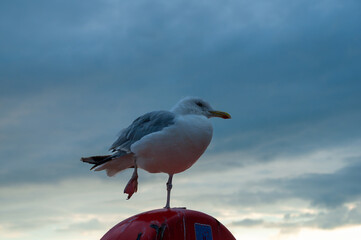 Seagull in Brighton