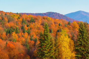 Fototapeta premium Autumn Landscape Background