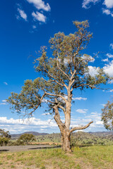 A solitary eucalyptus tree rises from a hilltop, framed by a bright blue sky dotted with clouds, showcasing the beauty of the Australian landscape during daylight.