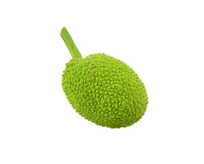    Bread fruit in  tree on  transparent png