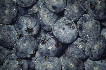Water drops on ripe purple blueberry. Fresh blueberries background. Macro photo. Vegetarian concept.
