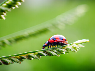 Ladybug on blade of grass, Clos up red Ladybug, macro