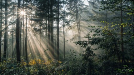 Fototapeta premium A tranquil forest scene at dawn with sunlight piercing through the mist, creating a peaceful and serene atmosphere..