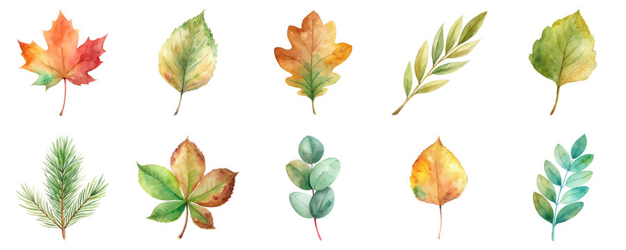Leaves featuring a variety of autumn and evergreen foliage, including maple, oak, eucalyptus and pine in watercolor illustration set. Elements in soft pastel colors isolated on transparent background.