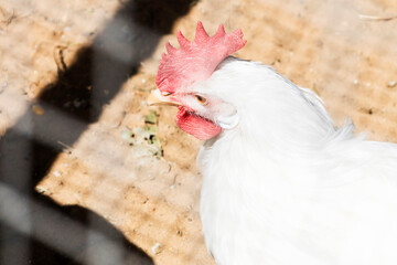 A white chicken can be seen behind a wire fence enclosure