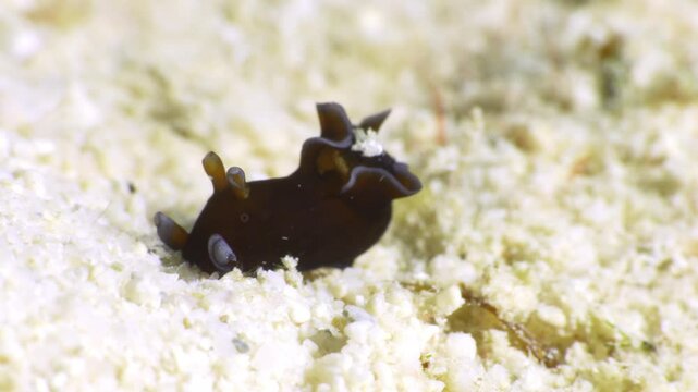 A cute cow-looking nudibranch (Red Sea Hare - Aplysia nigrocincta) digs through the sandy ocean floor for food.