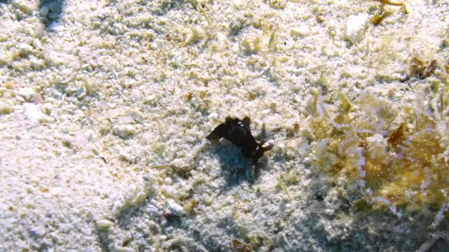 A beautiful Red Sea Hare (Aplysia Nigrocincta) measuring no more than 9mm searching through the sandy ocean floor.