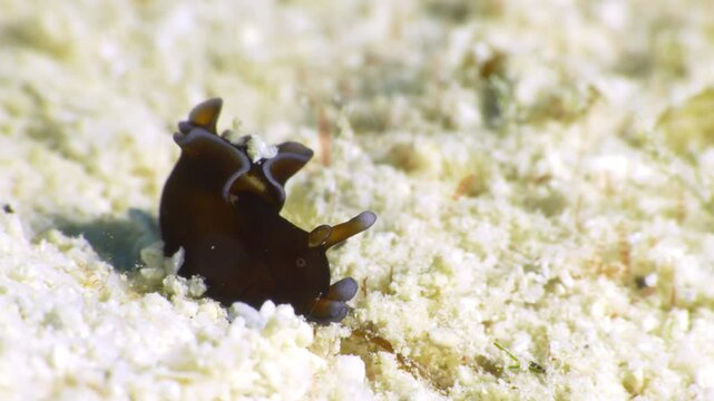 An incredible Red Sea Hare (Aplysia Nigrocincta) nudibranch scans the sandy ocean floor, looking for chemical traces.