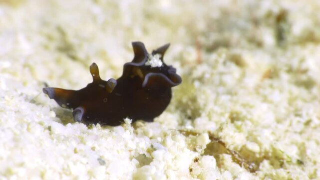 A tiny 8mm orange and white nudibranch (Red Sea Hare - Aplysia nigrocincta) searches the sandy ocean floor while carrying a piece of sand on its back.