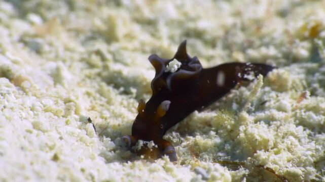 A cute orange and white Red Sea Hare (Aplysia Nigrocincta) nudibranch measuring not more than 8mm, inspects the sandy ocean floor for something to nimble on.