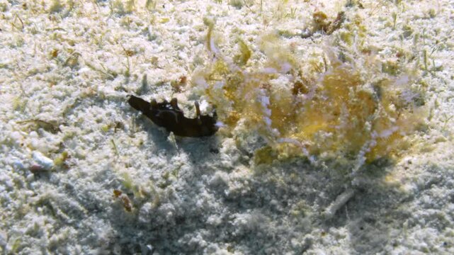 A tiny yet beautiful Red Sea Hare (Aplysia Nigrocincta) inspects a soft algae on the rich sandy ocean floor.