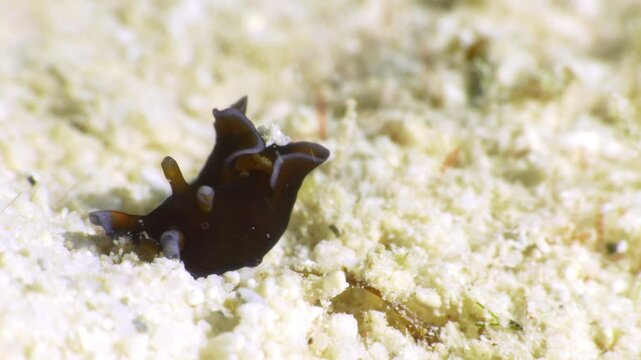 An adorable orange and white nudibranch (Red Sea Hare - Aplysia nigrocincta) searches for chemical traces on the ocean floor's sand.