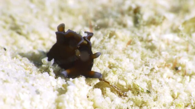 A cow-like orange and white nudibranch (Red Sea Hare - Aplysia nigrocincta) wiggles around on the sandy bottom of the ocean in search of food.