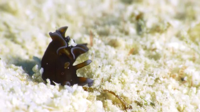 An amazing Red Sea Hare (Aplysia Nigrocincta) nudibranch burrows its head in the sand on the rich ocean floor.