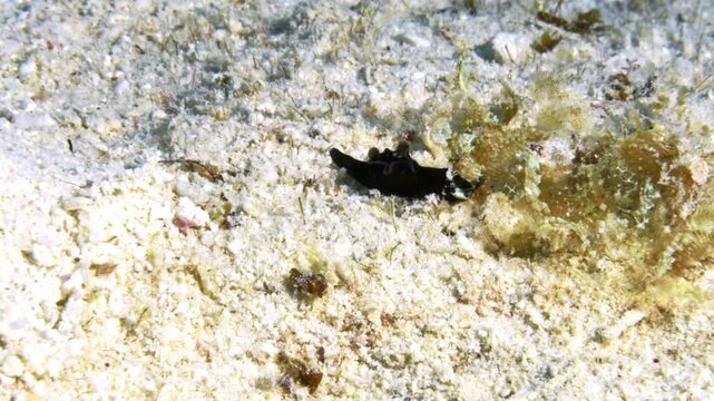 An amazing Red Sea Hare (Aplysia Nigrocincta) nudibranch finds a tasty algae to nimble on while searching the sandy ocean floor.