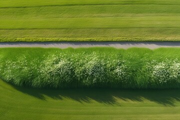 Obraz premium Aerial Perspective of Vibrant Flowering Grass Landscape Row with Lush Scenery