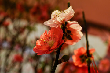 Close-up of peach blossom flower and tree. For Chinese new year celebration and decoration. Traditional decoration plant for Chinese New Year. Flower background.