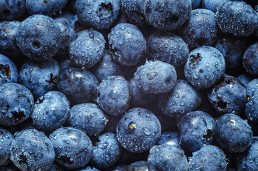 Close-up image of ripe blueberries covered with water drops. Background of fresh purple blueberries