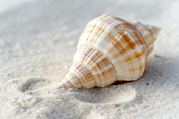 Detailed view of a spiral seashell on a sandy beach in close-up