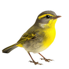 Obraz premium Lifelike UHD Photo of a Olive-capped Warbler Bird on a White Background