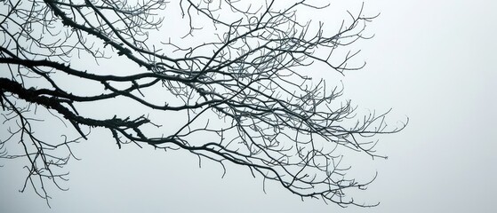 Silhouettes of Bare Branches Against a Foggy Sky