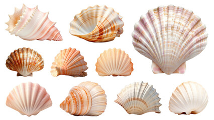 Obraz premium PNG sea shell set, transparent background