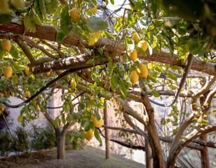lemon trees of sorrento, amalfi coast, italy