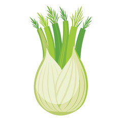 Fennel vector illustration isolated in white background