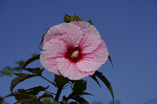 
Hibiscus moscheutos, Summer Storm.  Malvaceae family. Hanover Berggarten, Germany.
