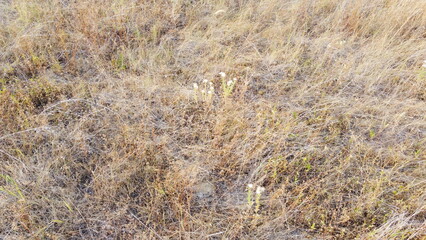 Small paths in the steppe in summer.