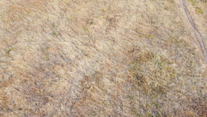 Small paths in the steppe in summer.