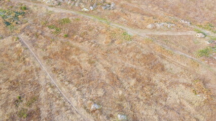 Small paths in the steppe in summer.