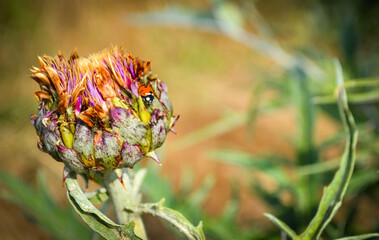 Coccinelle sur sa fleur