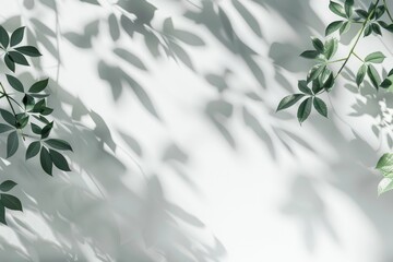 Delicate Greenery Casts Playful Shadows on a White Background