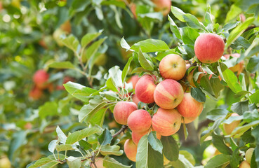 Apple garden with blossoming trees in sunny day