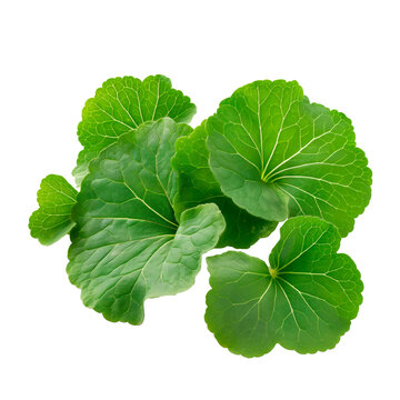 centella asiatica leaves