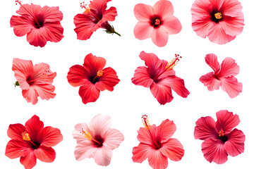 Obraz premium Pink Hibiscus flower isolated png collection isolated on transparent background