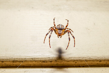 A close-up of a cross spider. A cross spider sits on its web waiting for prey.