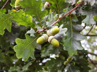 green acorns on the tree