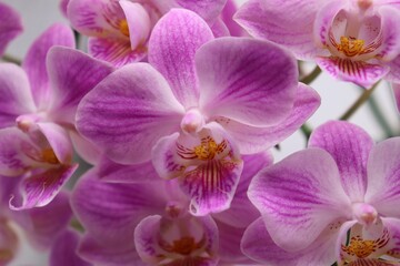 closeup of pink orchid flowers