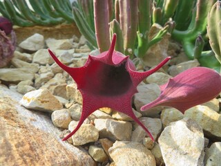 red starfish flower (Stapelia comparabilis))
