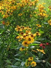 yellow sneezeweed (Helenium) in the garden