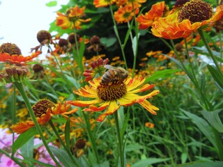 bee on a yellow rudbeckia