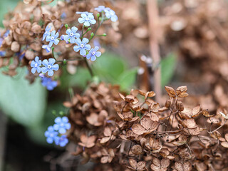 Flower fading