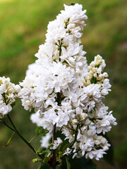 Fototapeta premium white cherry blossom